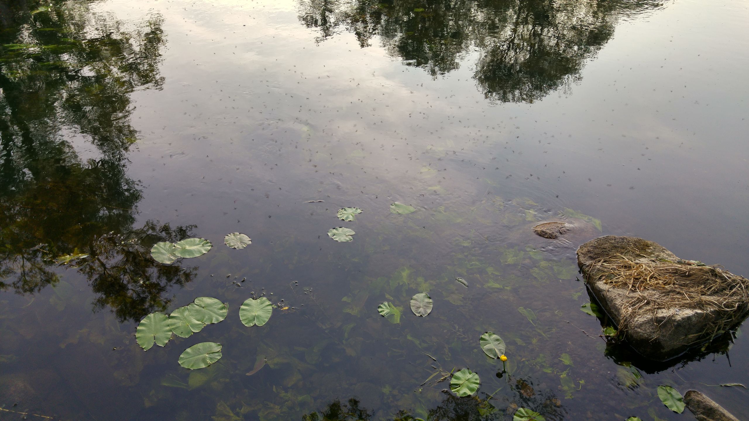 LG G4 - poważny gracz w świecie fotograficznych smartfonów [test] 29