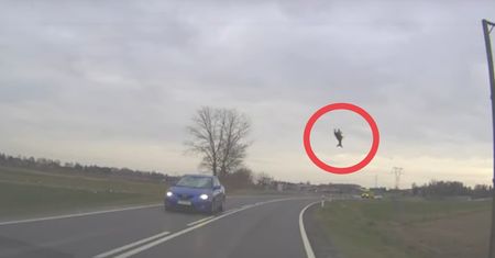 Sarna przeleciała w powietrzu kilka metrów. Wypadek pod Lublinem