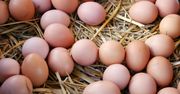 Polska jest jednym z największych eksporterów jaj w Unii. To zasługa dwóch województw