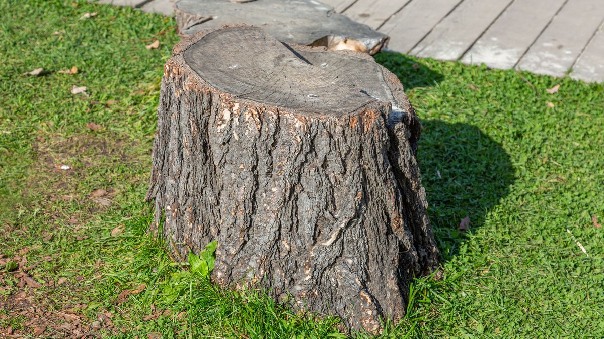 Jak usunąć pień po wyciętym drzewie?