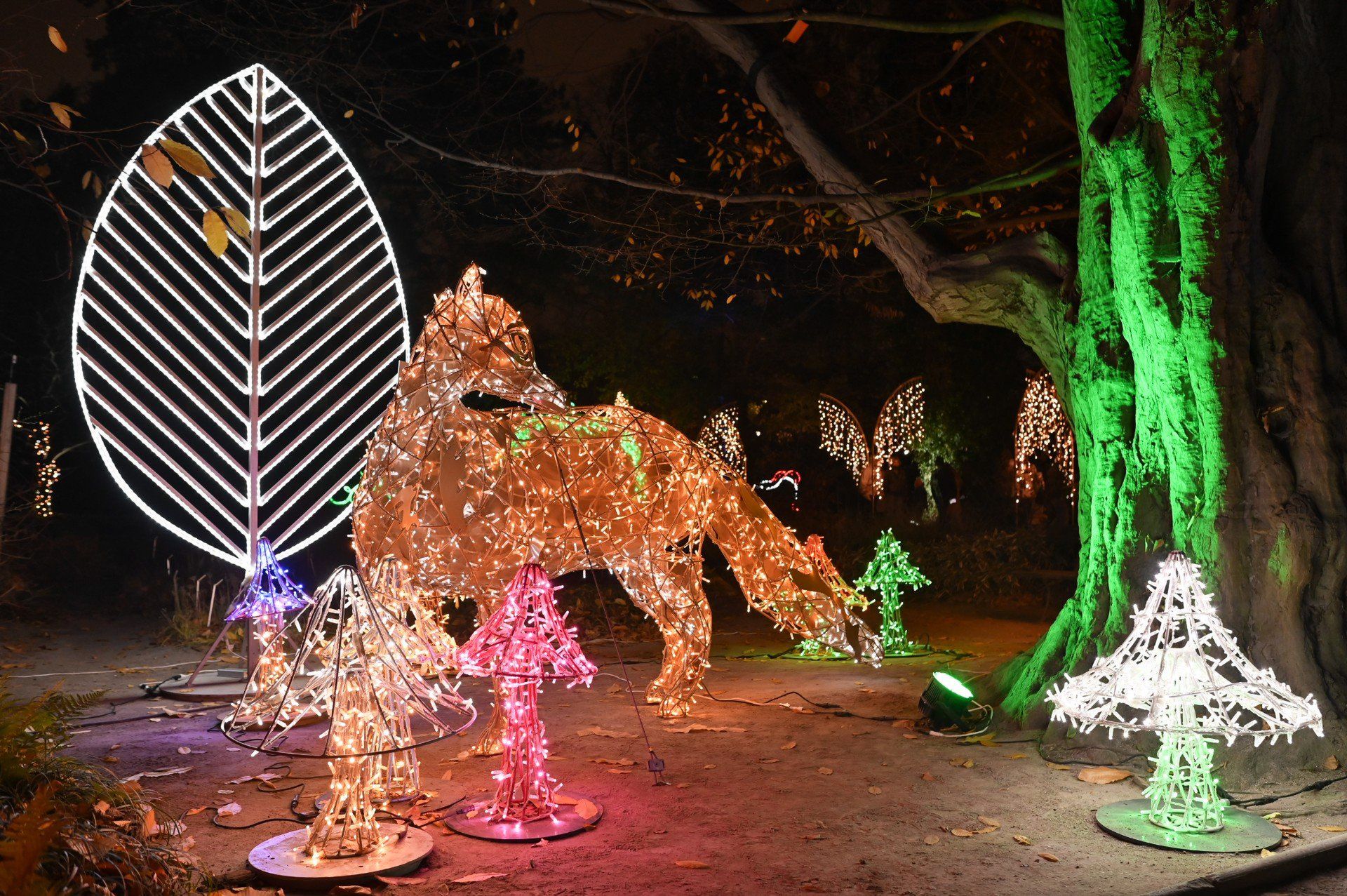 Magiczny Botaniczny rozbłyśnie po raz 5.