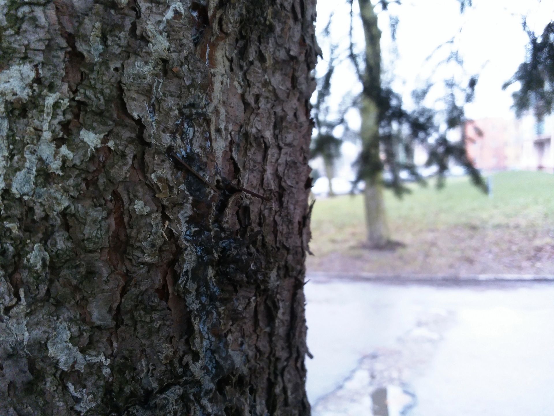 YotaPhone 2 - telefon o dwóch twarzach. Test i recenzja smartfona z ekranem E Ink 53