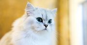 Kot perski – charakter, pielęgnacja, dieta, cena
