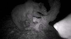 Nocne życie niedźwiedzi z bieszczadzkiego lasu. Zabawne nagranie z Baligrodu