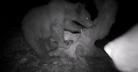 Nocne życie niedźwiedzi z bieszczadzkiego lasu. Zabawne nagranie z Baligrodu