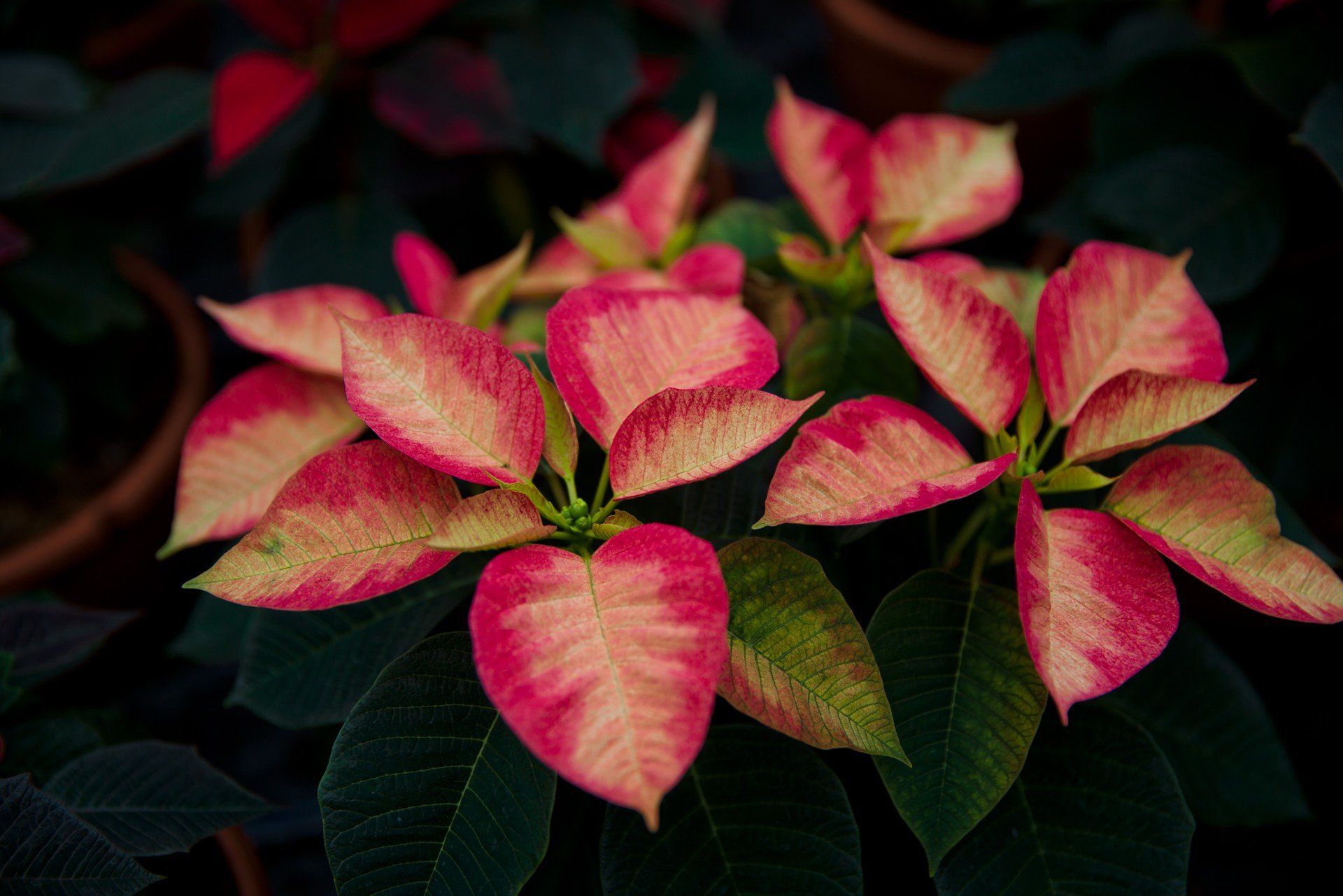 Na co trzeba uważać podczas transportu gwiazdy betlejemskiej