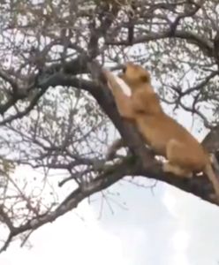 Lew rzucił się na lamparta. Nie przewidział jednego