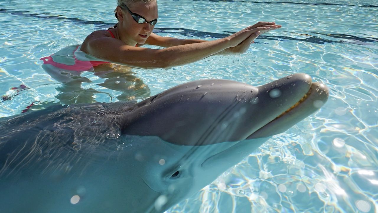 Lubicie pokazy delfinów? Niedługo te urocze ssaki mogą zastąpić ultrarealistyczne roboty
