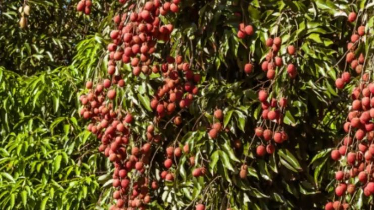 Liczi nazywane jest chińską śliwką 