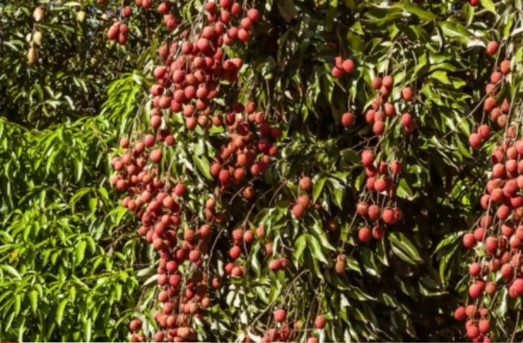 Dlaczego warto jeść liczi? (WIDEO)