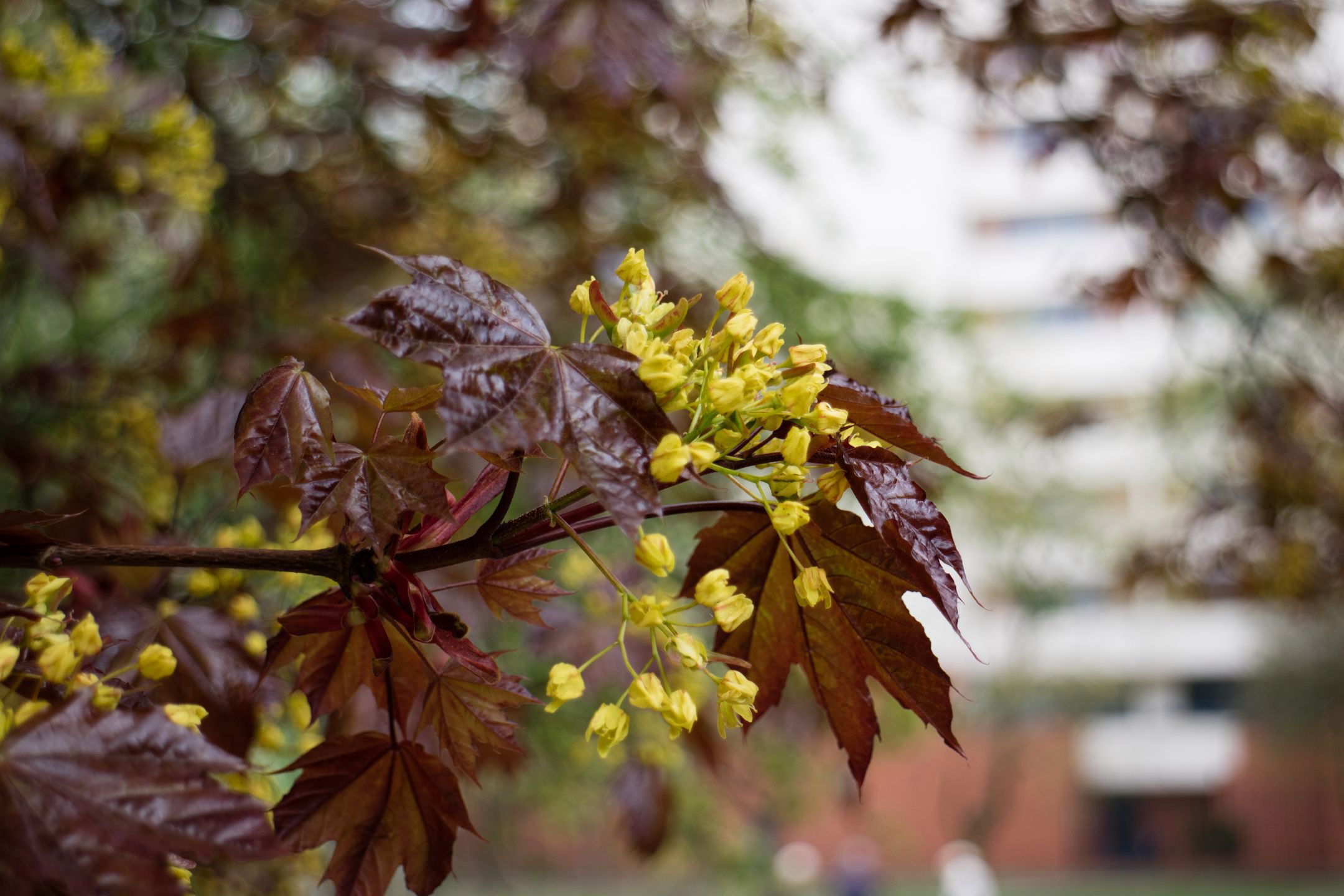 Canon EOS M3 - bezlusterkowiec z tradycjami lustrzanek [test] 55