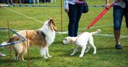 Lubliniec: Gala psów nie tylko rasowych. Pokazy, porady i dużo miłości