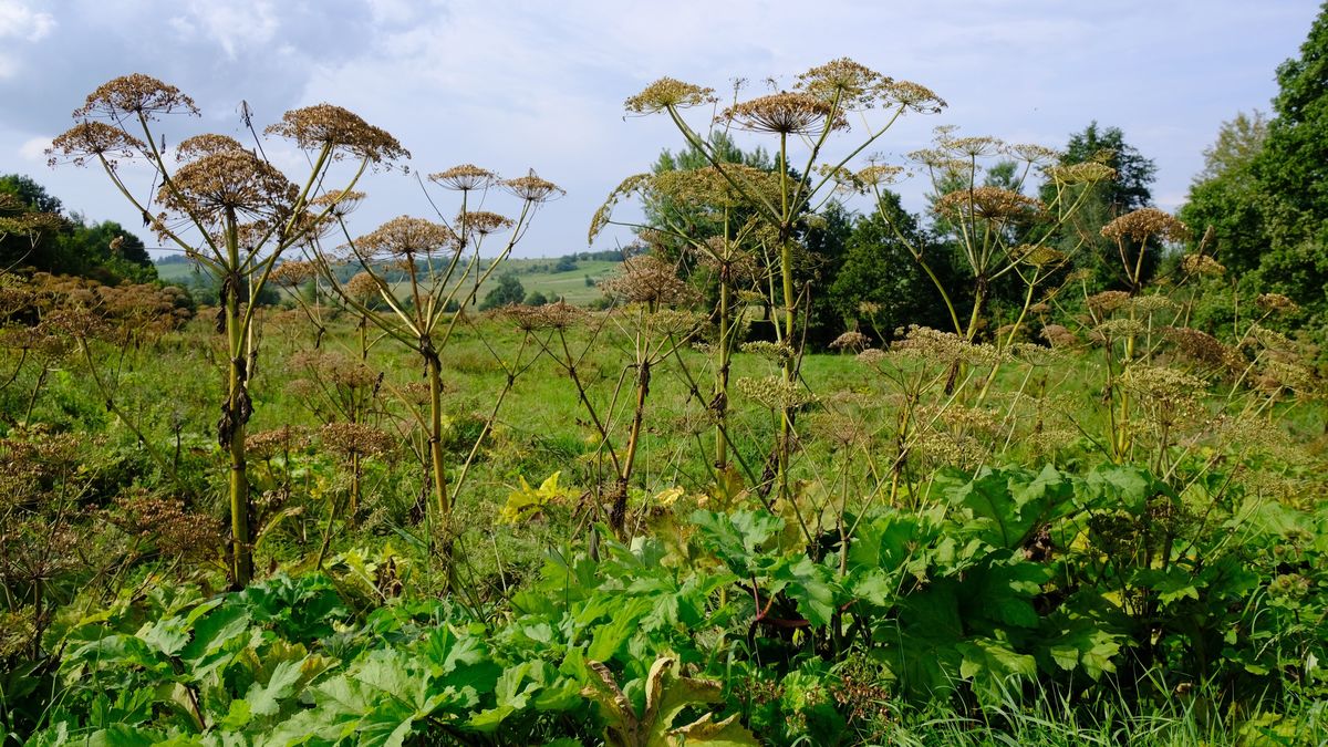 Barszcz Sosnowskiego
