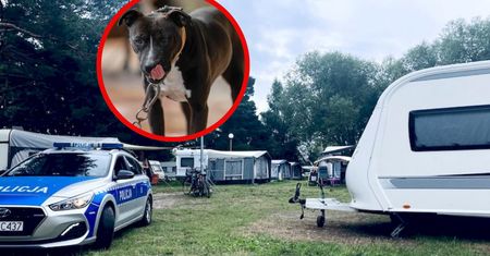 Pies zaatakował na campingu. Dzieci uciekły, matka nie zdążyła