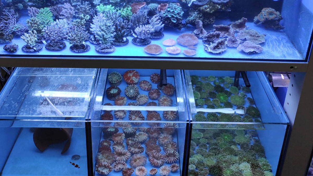 KAS przejęła prawie 900 koralowców.