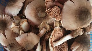 Większość Polaków kupuje te grzyby w sklepie, a można je przynieść z lasu. Idealne na kotlety