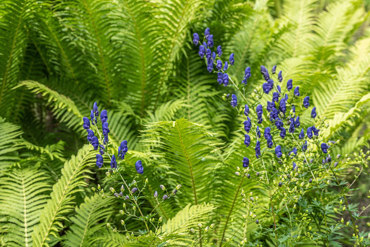 Monkshood among the ferns