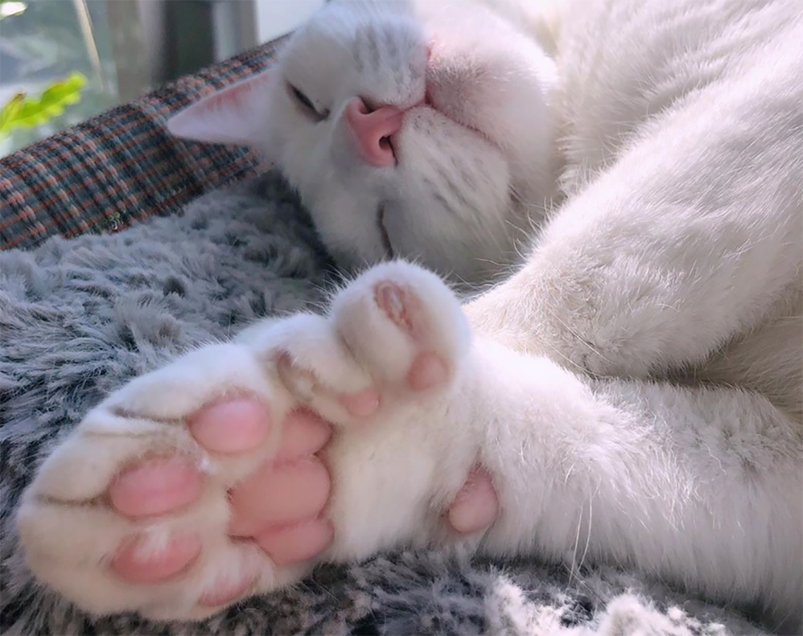 Sansa u przednich łap ma aż sześć palców