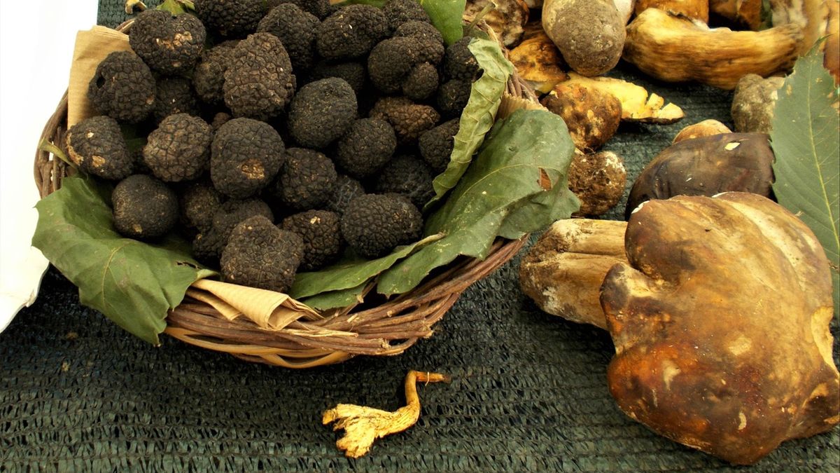 Gdzie i jak szukać trufli? Oto rady eksperta