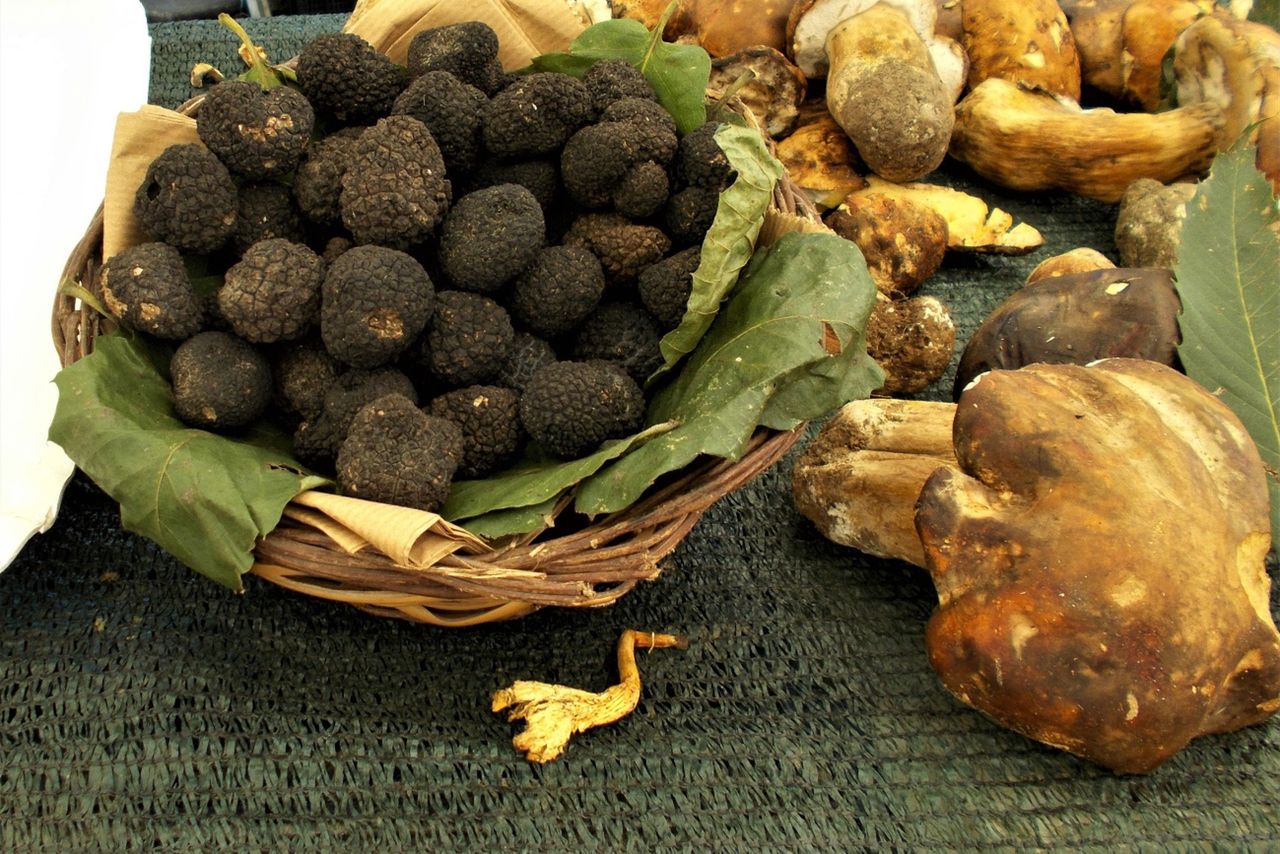 Na tych grzybach można zarobić 2 tys. zł. Jak ich szukać?