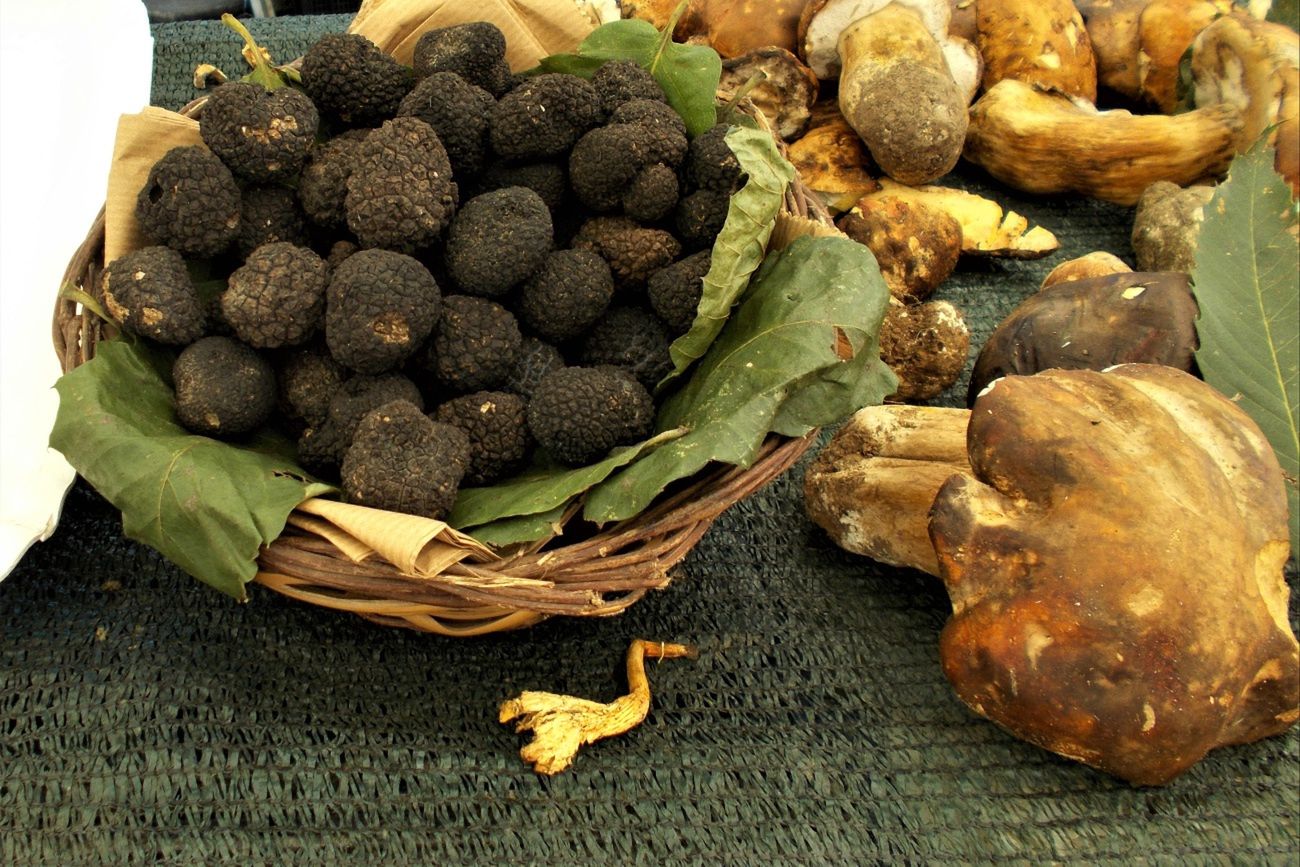 Na tych grzybach można zarobić 2 tys. zł. Jak ich szukać?