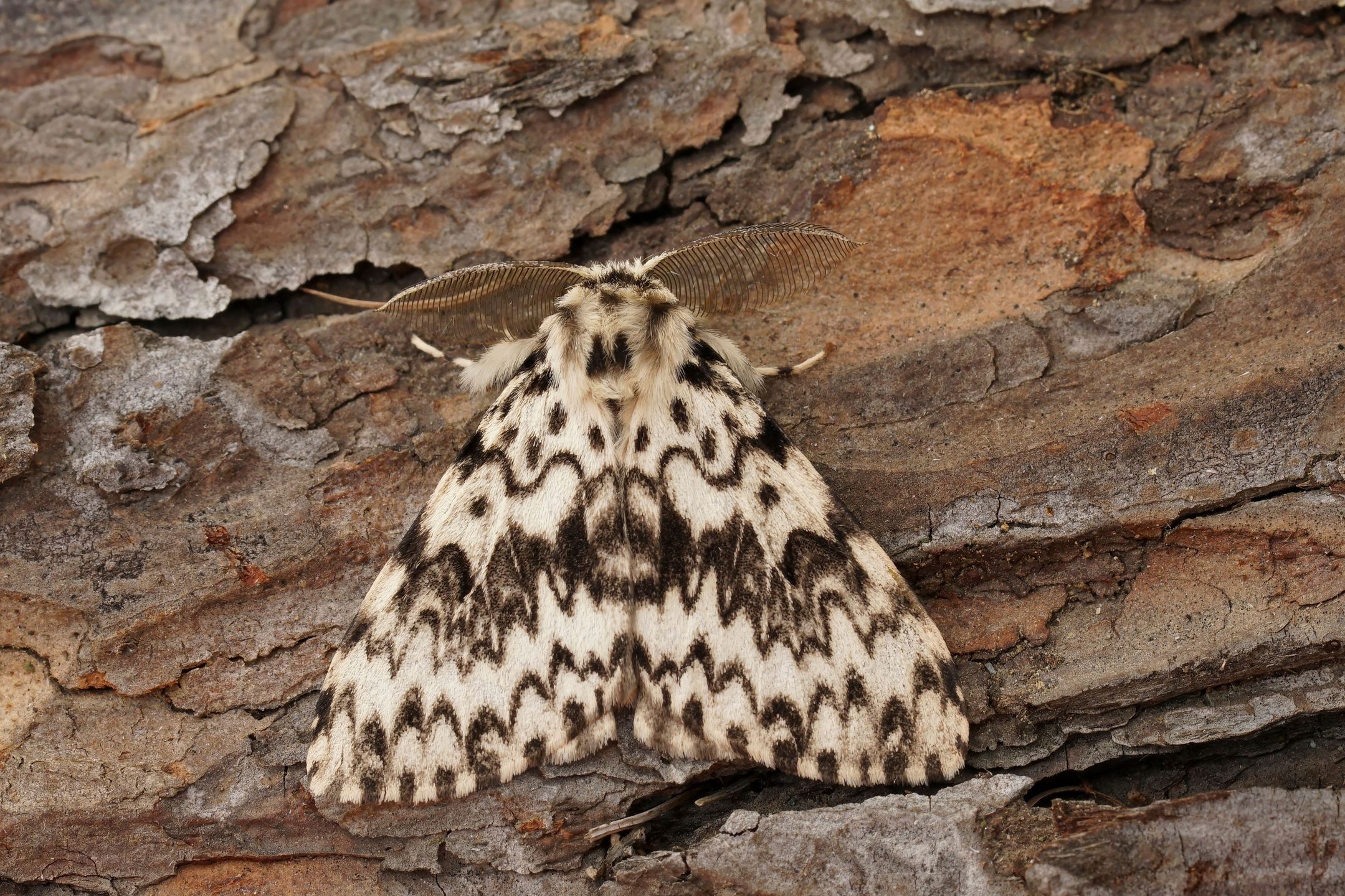 Brudnica mniszka (Lymantria monacha)