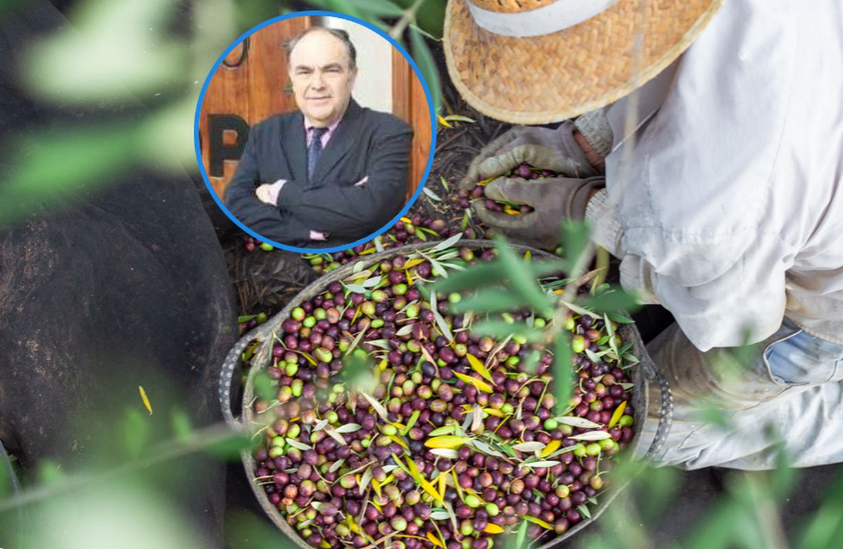Spanish olive oil market accused of fraud amid rising prices
