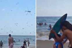 Atak roju owadów na plaży w USA. Nagranie świadka