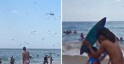 Atak roju owadów na plaży w USA. Nagranie świadka