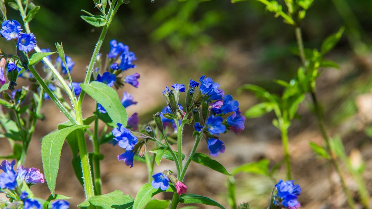 Miodunka ma szereg właściwości leczniczych