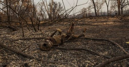 Płoną nawet mokradła. Coraz bardziej niepokojące informacje z Brazylii