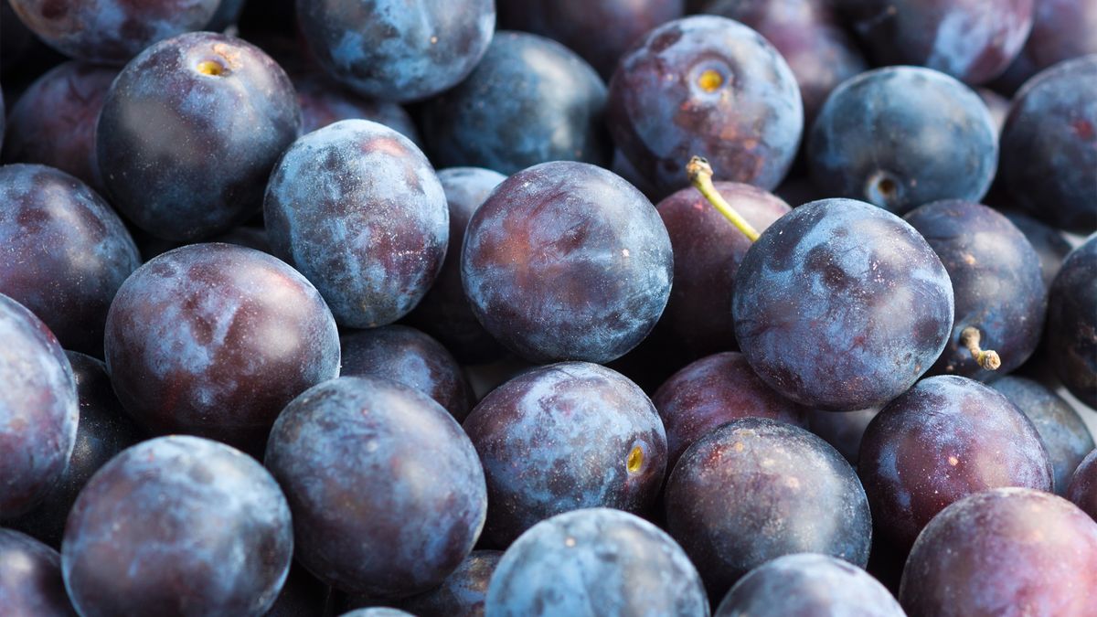 Śliwki mają realny wpływ na nasze zdrowie