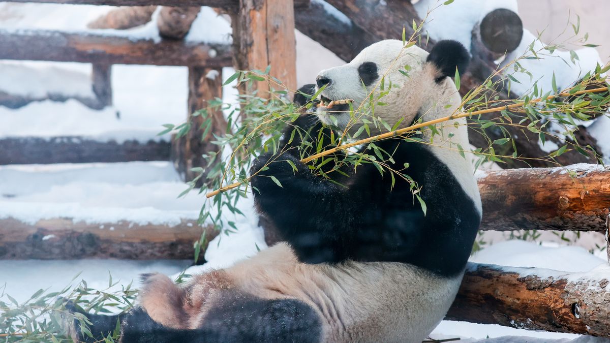 Majestatyczna panda na zdjęciach. Fotografie uchwycono w zoo 1
