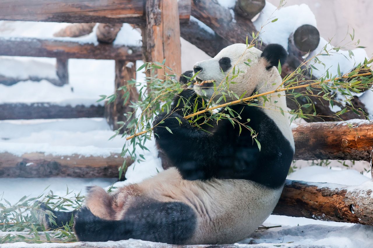 Majestatyczna panda na zdjęciach. Fotografie uchwycono w zoo
