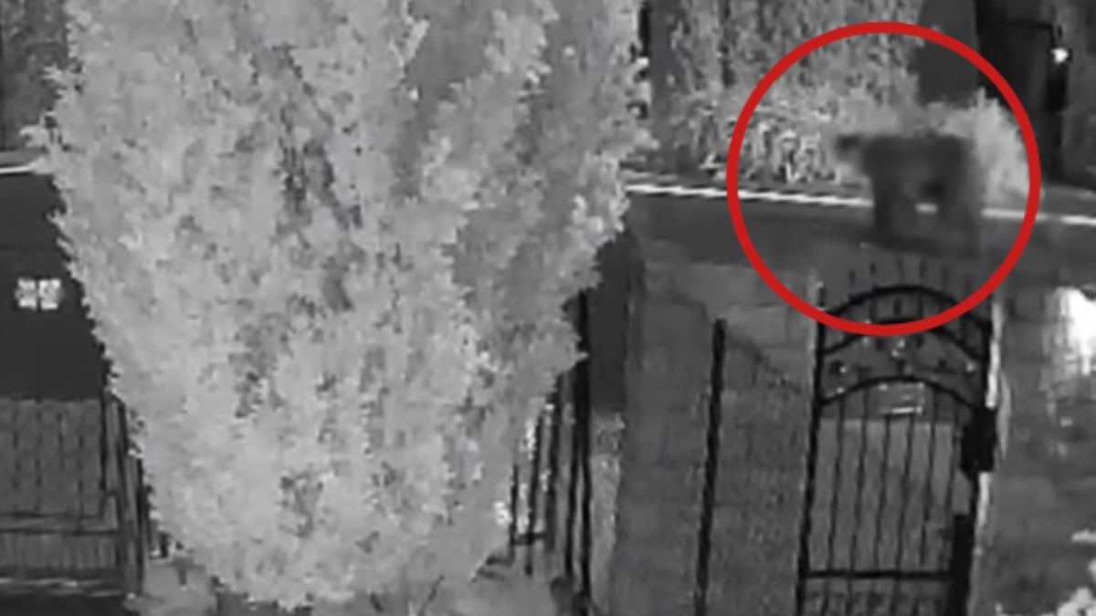 Niedźwiedź w Myślenicach