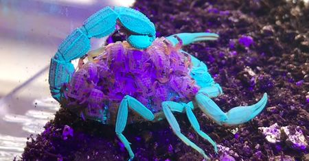 Zjawiskowa natura na filmie. To nie jest science-fiction