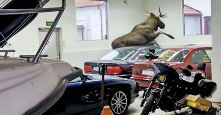 Szok w salonie BMW. Sprzedawca bał się o życie