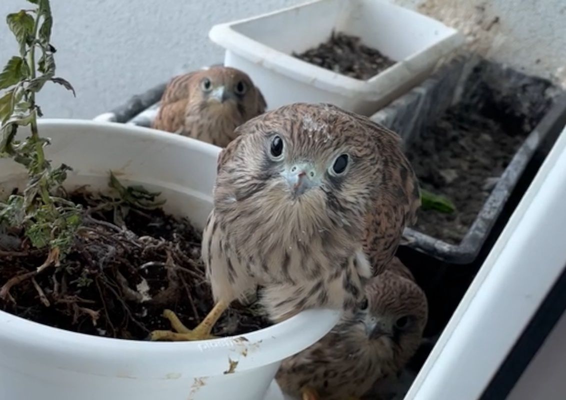 Pustułki wprowadziły mu się na balkon. Nagrał je i pokazał, co zrobiły