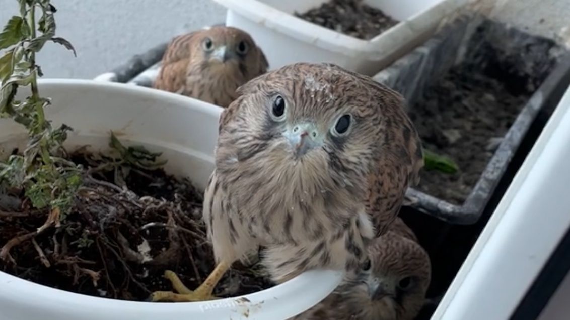 Pokazał jak wyglądał jego balkon po wizycie pustułek