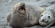 Ptasia grypa zdziesiątkowała słonie morskie. Wyginęło 97 proc. młodych