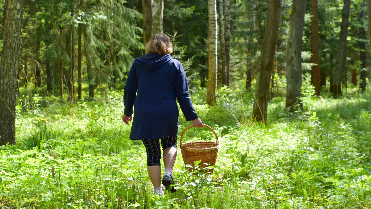 Borowiki pojawiły się wczesną wiosną 