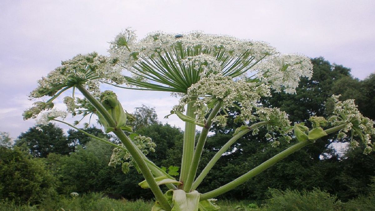 Walczą z niebezpieczną rośliną. Leśnicy ujawniają, jak Barszcz Sosnowskiego trafił do Polski