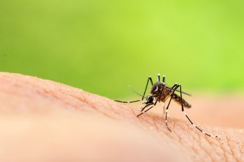 Coraz więcej przypadków. Jak chronić się przed egzotycznymi chorobami?