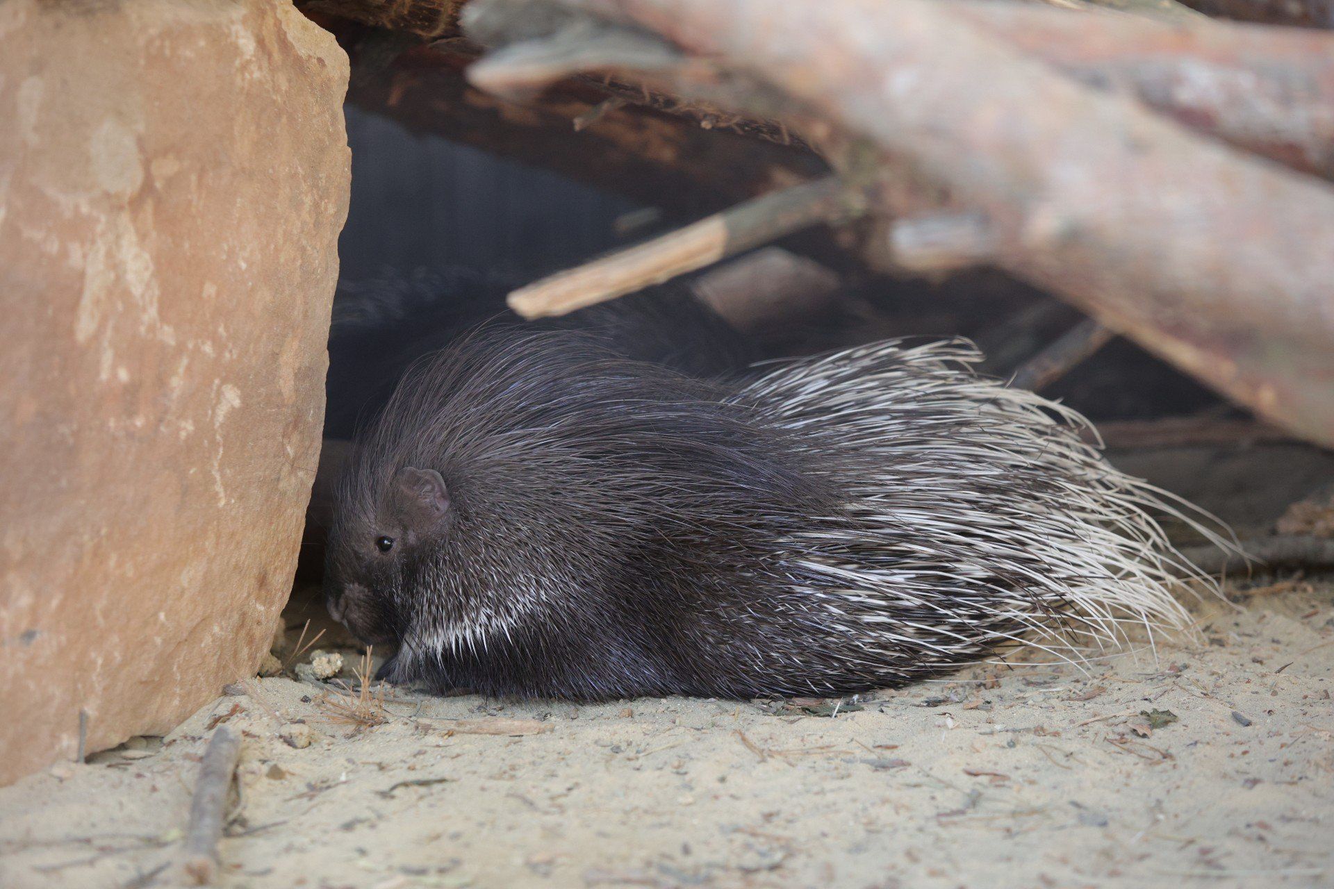 Wielką atrakcją jest mini zoo, w którym można zobaczyć zwierzęta domowe i egzotyczne, nawiązujące do tych z Arki Noego.