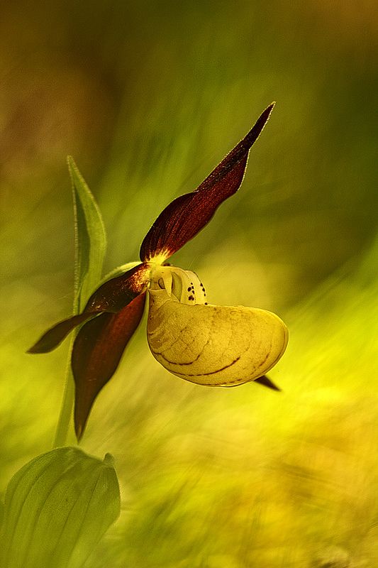 Konkurs podzielony był na kilka kategorii: The Beauty of Plants, Beautiful Gardens, Wildlife in the Garden, Beathing Spaces, Bountiful Earth, Trees, Woods & Forests, Wildflower Landscapes, Greening The City. Dodatkowo nagrodzone zostały indywidualne portfolia, młodzi fotografowie oraz projekty z zakresu monochromu oraz sztuki makrofotografii.