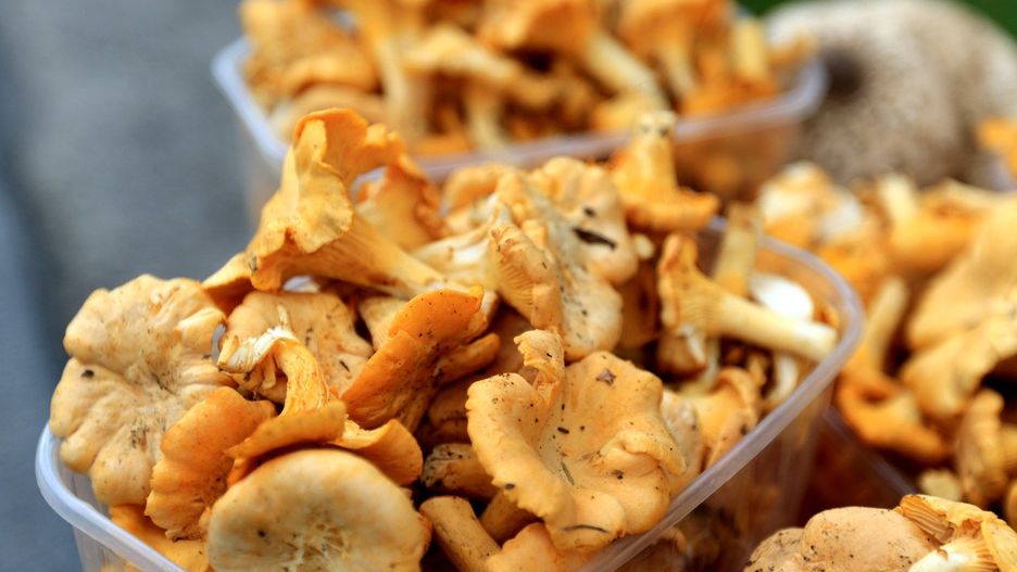 Kurek najlepiej szukać w okolicy świerków, sosen i dębów. 