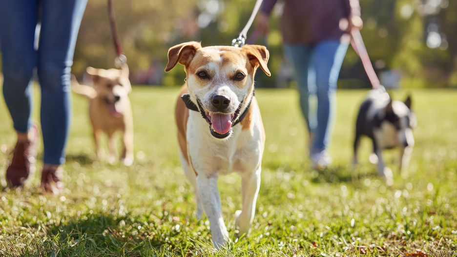 A people walking shelter dogs in a local park as part of a community animal care initiative.celindrrpeople, walking, shelter, dogs, local, park, part, community, animal, care, initiative., people, walking, shelter, dogs, local, park, part, community, animal, care, initiative., dog, pet, grass, terrier, white, puppy, cute, canine, jack russell terrier, jack russell, green, brown, mammal, jack, running, breed, collar, russell, nature, domestic, outdoor, happy, pitbull