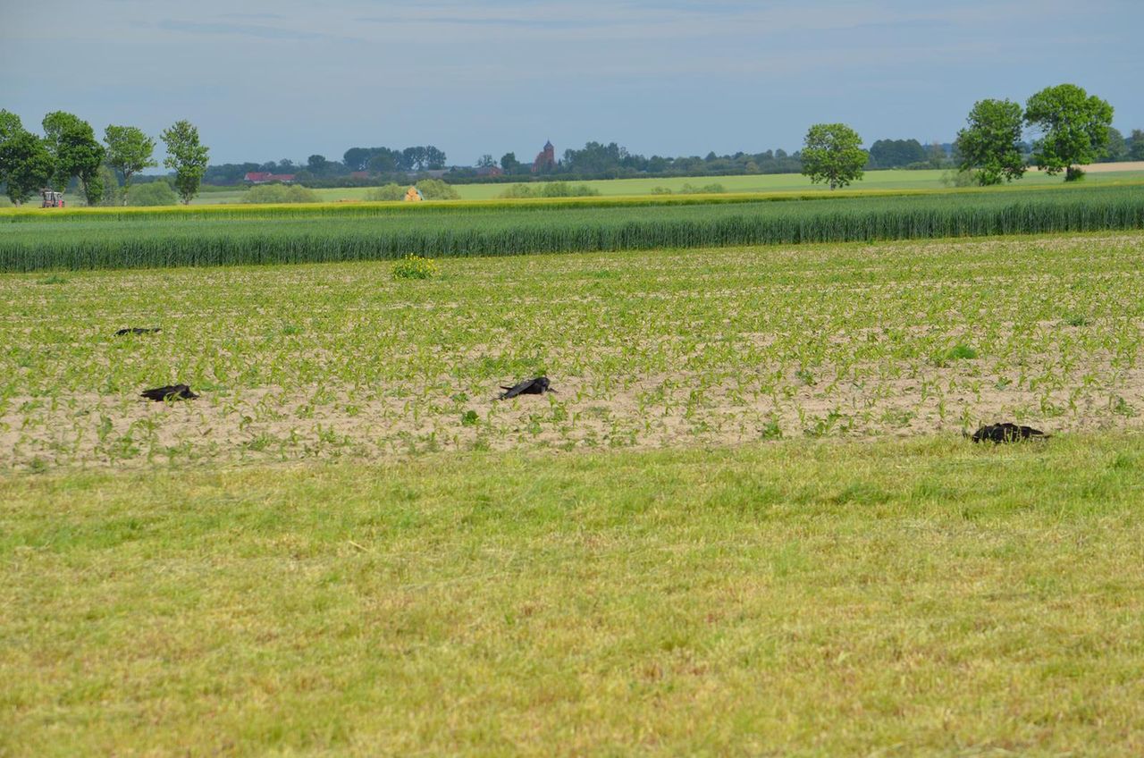 Wielowieś. Ptaki pod ochroną znalezione martwe. Najprawdopodobniej ktoś je otruł