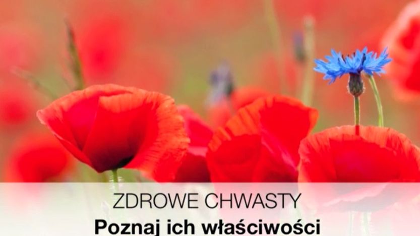 Sprawdź, które chwasty mogą mieć lecznicze właściwości 