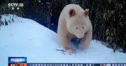 Jedyna na świecie panda-albinos złapana na filmie. Jest przepiękna!